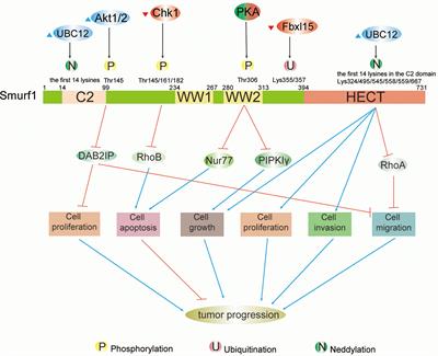 Posttranslational Modifications of Smurfs: Emerging Regulation in Cancer